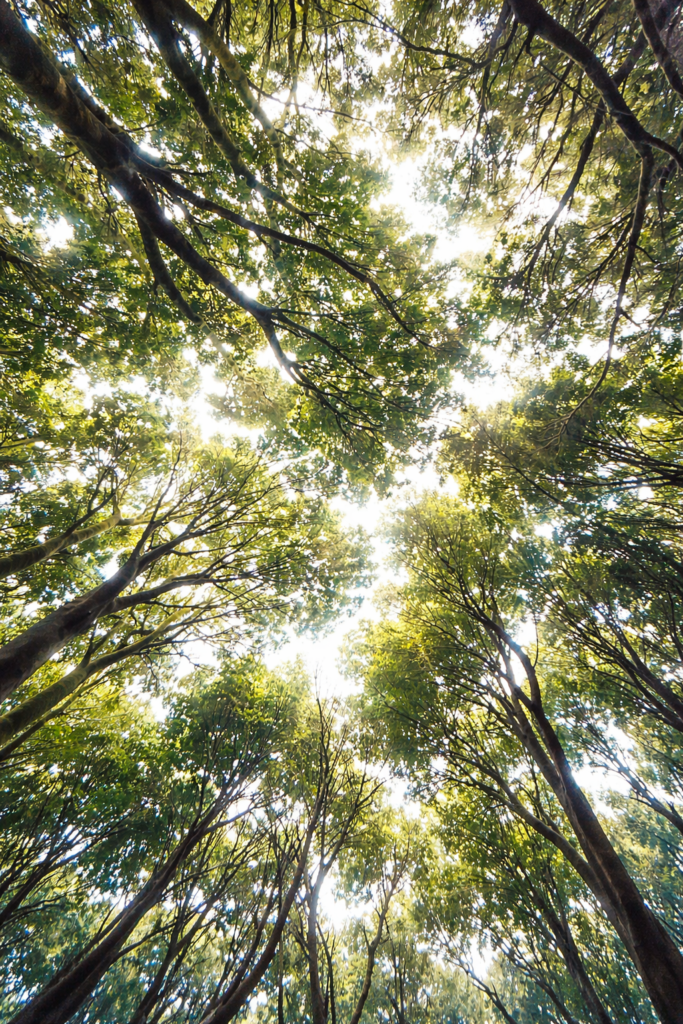 sendero energetico